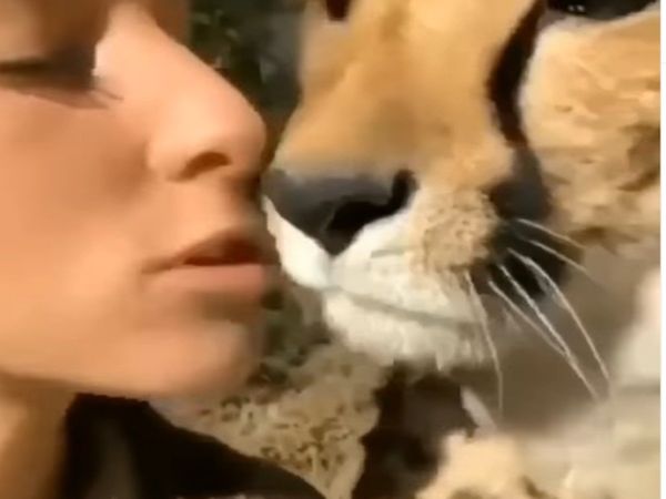 Girl Kiss To Cheetah Then What Happened Watch Viral Video
