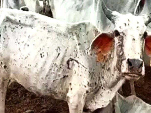 Lumpy virus in Cow