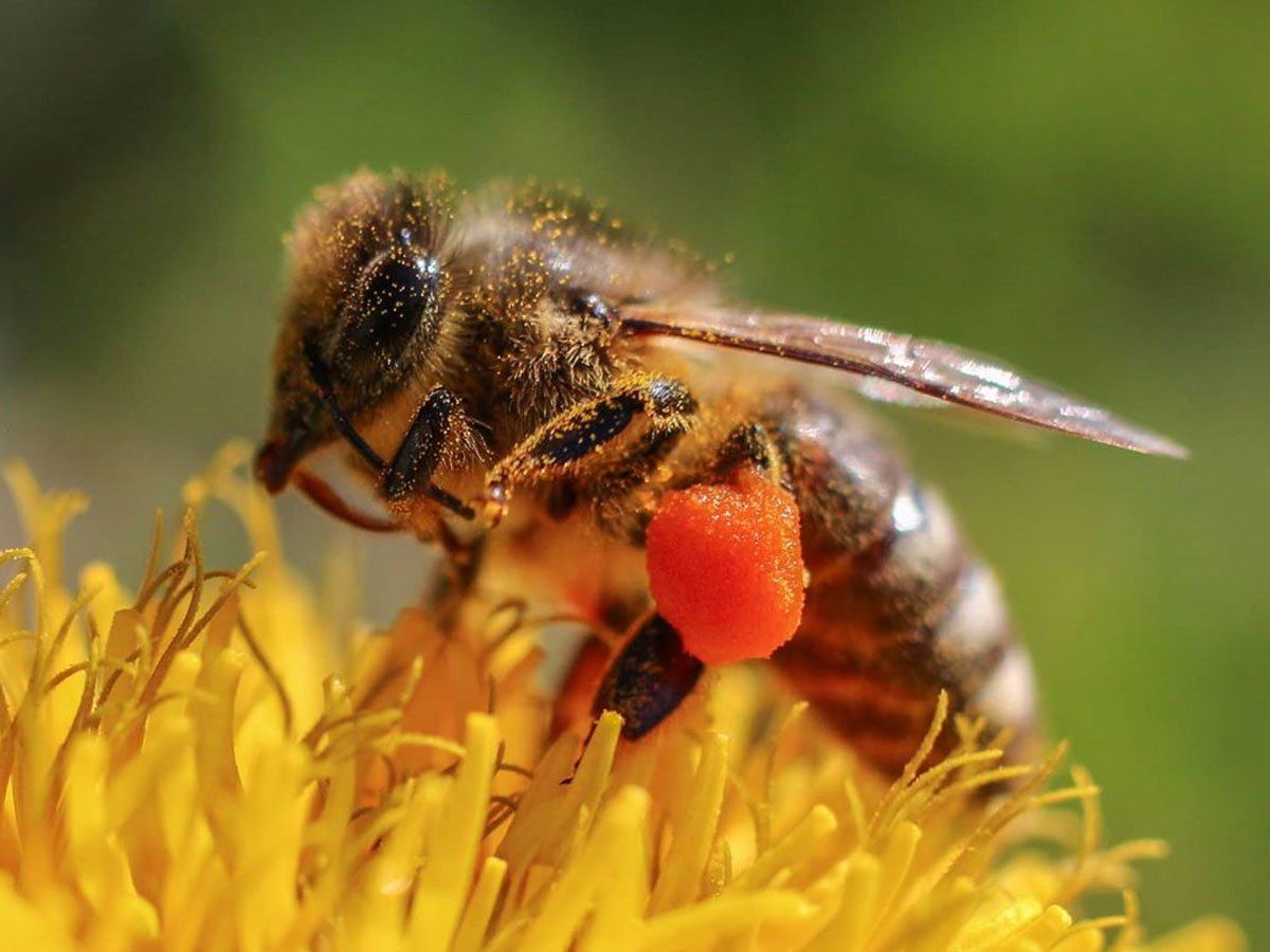 honey bee sting remedy