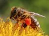 home remedies for honey bee sting