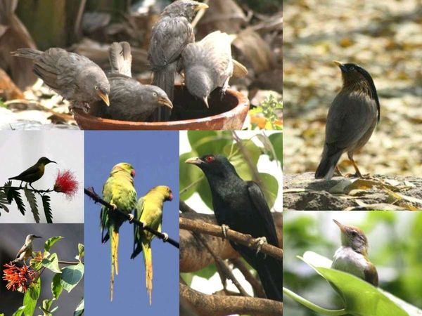 Impact of lockdown in India now birds