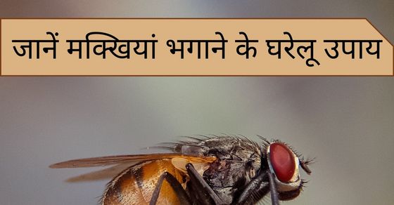 How to get rid of houseflies | makkhi bhagane ka tarika, housefly bhagane  ka tarika, मक्खियां भगाने का तरीका, मक्खियां कैसे मारें, मक्खियां भगाने का  उपाय, मक्खी मारने का आसान ...