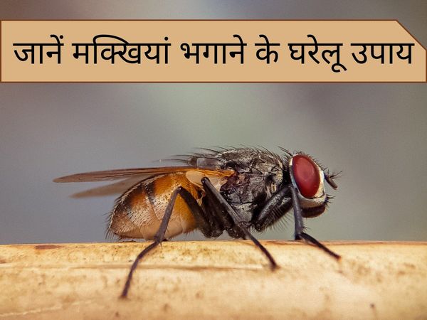 How to get rid of houseflies, how to get rid of houseflies at home, how to get rid of houseflies in the house, how to remove houseflies from home, how to get rid of house flies india, how to get rid of house flies home remedies, how to get rid of house fl