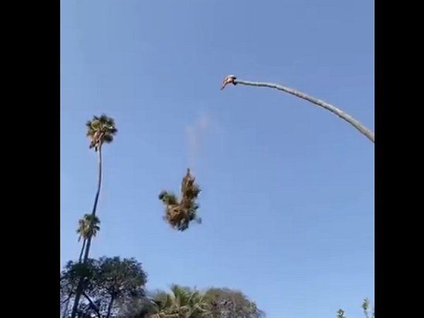 man cut palm tree