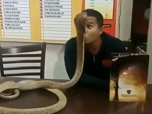 Man Kiss To Giant Snake Then What Happened Watch Viral Video in Hindi