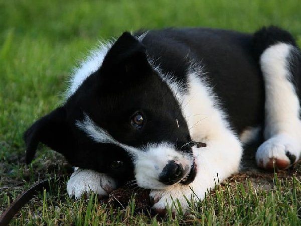 man raped female dog