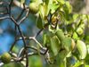 World Most poisonous tree manchineel know about shocking truth