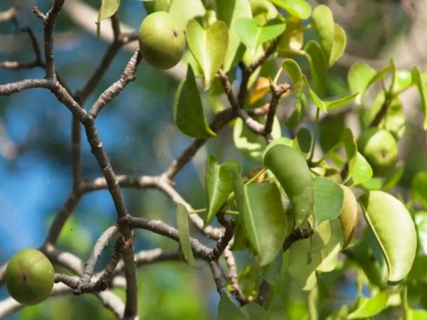 World Most poisonous tree manchineel know about shocking truth