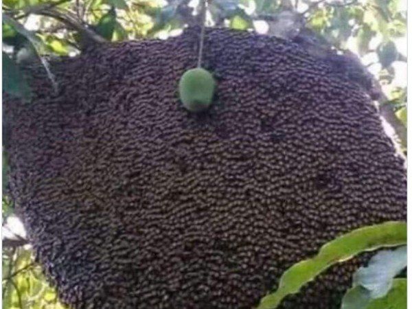 Viral Photo This Mongo Security With Z plus Funny Photo Goes Viral 