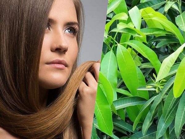  Mango leaves Benefits 