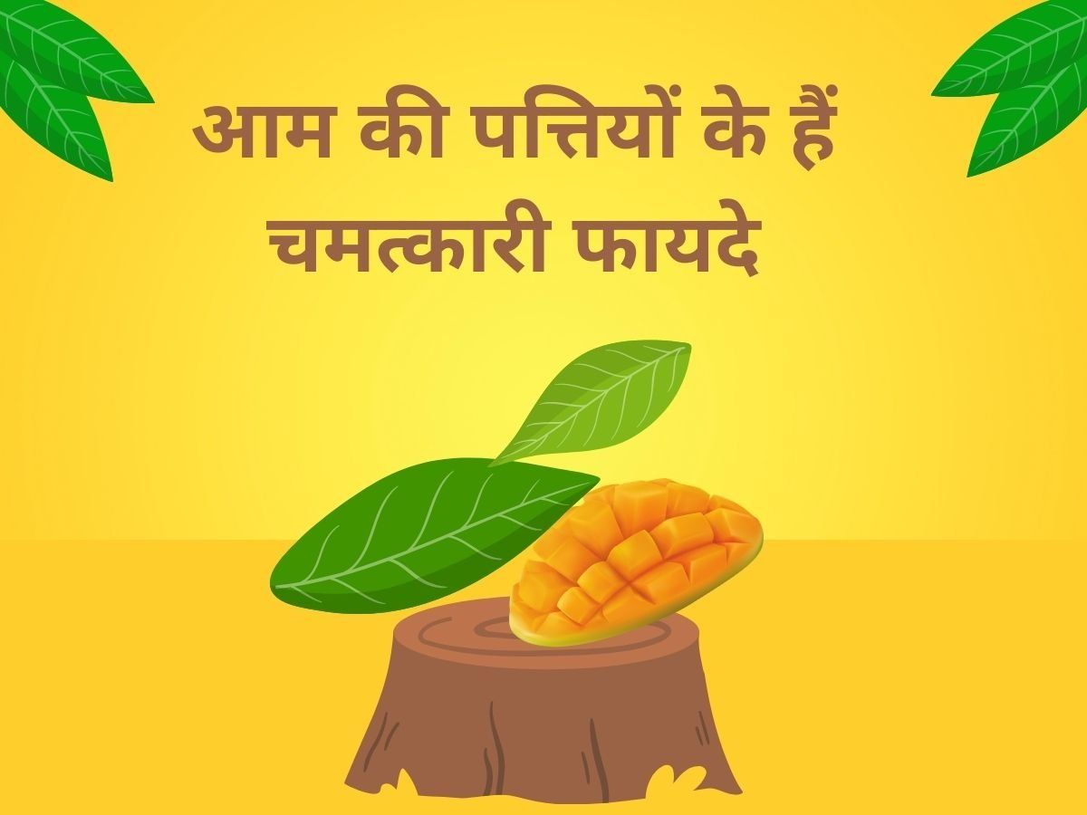 Mango Leaves Benefits Mango Leaves Benefits how to control sugar with