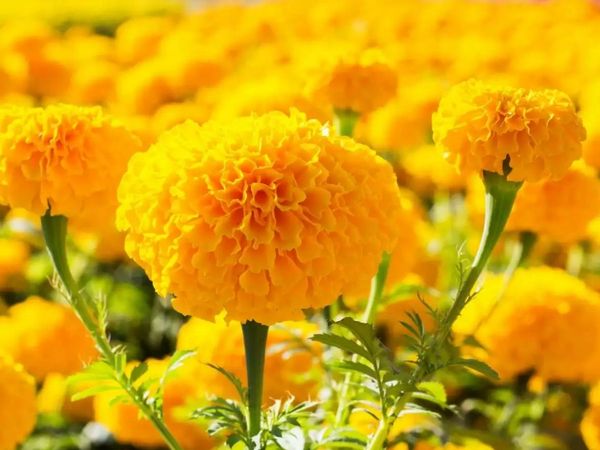 Why to plant marigolds, reasons to plant marigolds, why plant marigolds in garden, why plant marigolds garden, गेंदे के फूल क्यों लगाने चाहिए, बगीचा में गेंदा का फूल क्यों लगाना चाहिए, घर में गेंदा का फूल क्यो लगाने चाहिए,  
