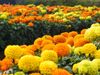 marigold plant