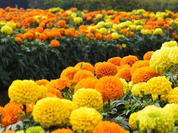 marigold plant