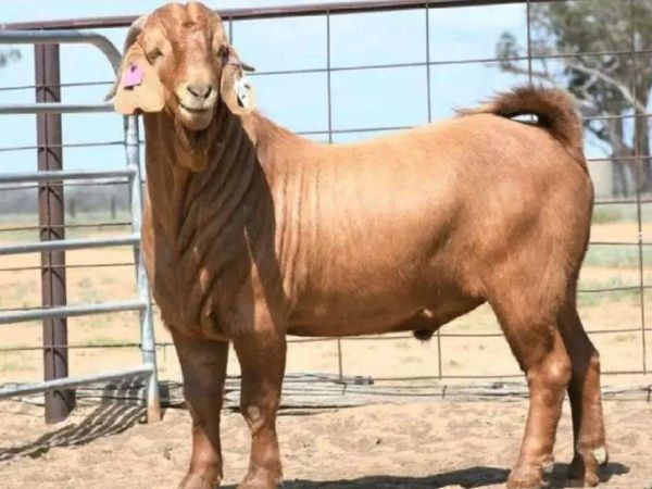 Australian Most Expensive Goat Sold On 15 Lakh Rupees Know About Him
