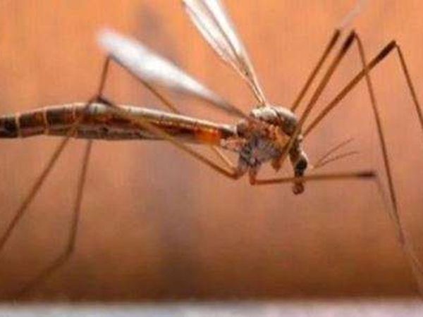 UP : After Kanpur, 2 cases of Zika virus reported in Lucknow  