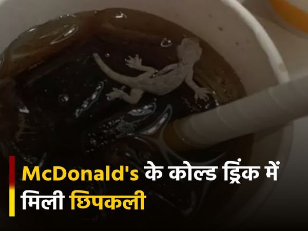 lizard in mcdonalds cold drink in Ahmedabad