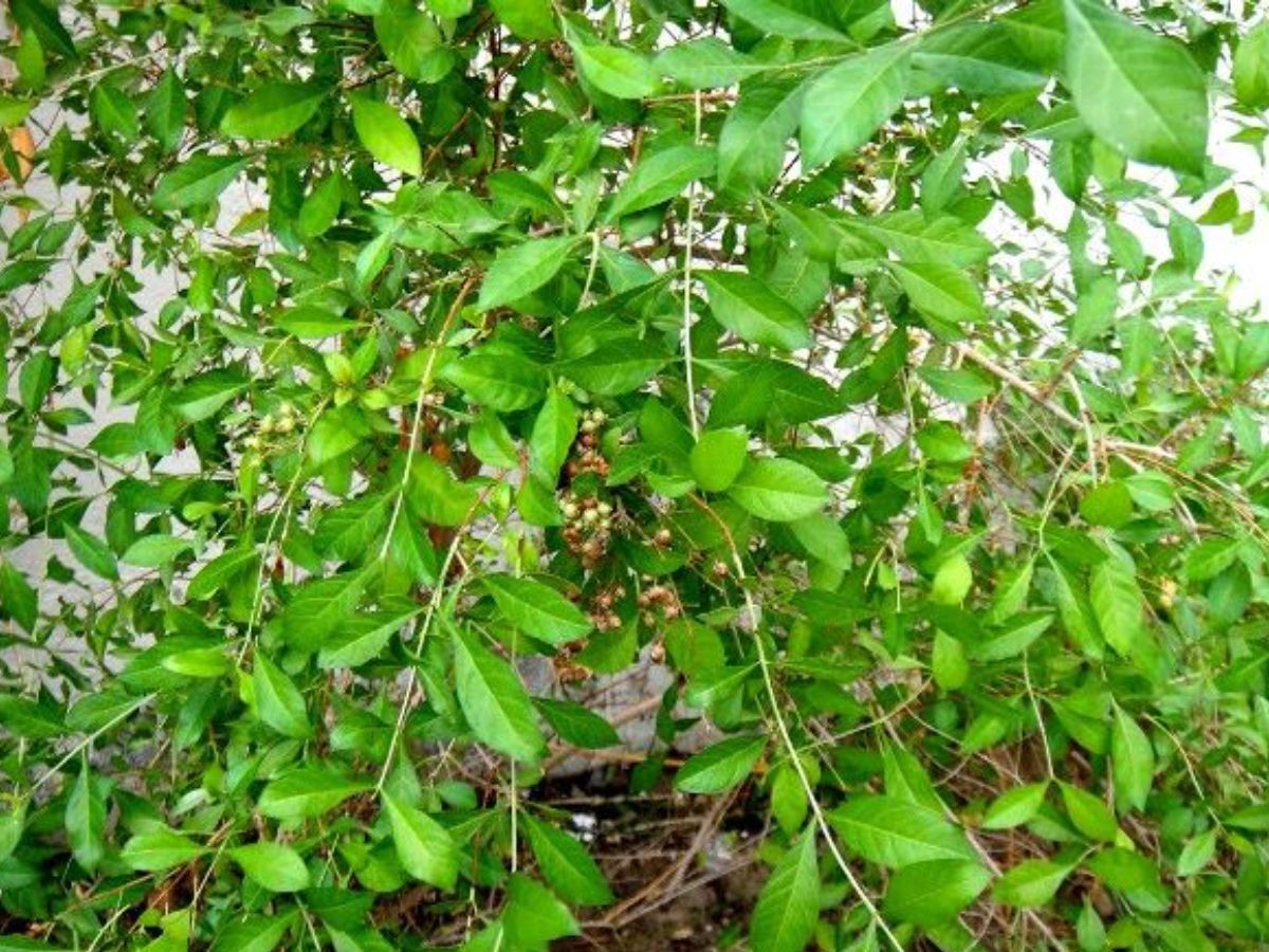 Henna Plant (Maruthani) - Santhi Online Plants Nursery - Online Plants