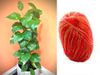 Vastu Tips for money plant