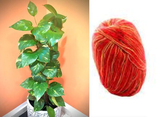 Vastu Tips for money plant