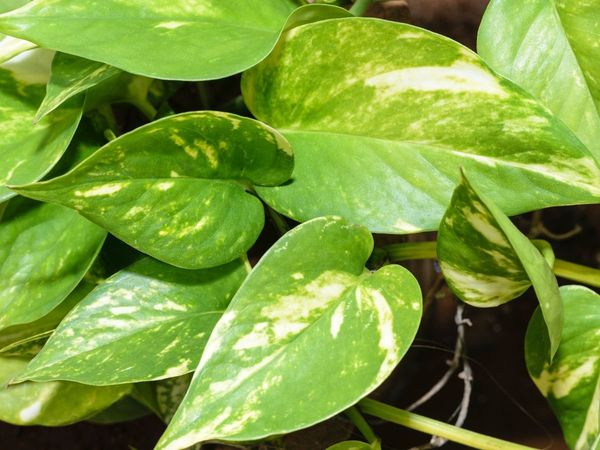 money plant growth tips