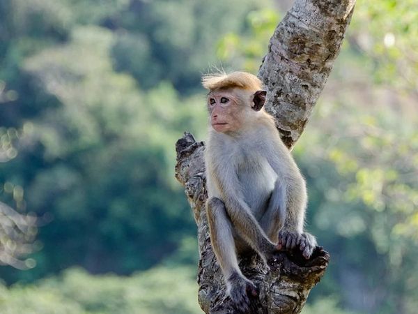  कोरोना वायरस के बाद चीन में आया अब मंकी B वायरस, पशु चिकित्‍सक की मौत ने बढ़ाई चिंता