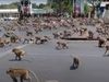 [Video] पर्यटन के लिए मशहूर थाईलैंड में अब सूनी हैं सड़कें, भोजन के अभाव में बंदर कुछ यूं मचा रहे उत्‍पात
