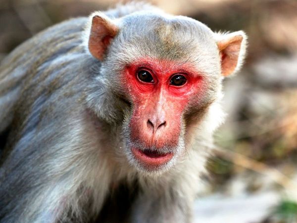 monkey, thane, maharashtra, state news