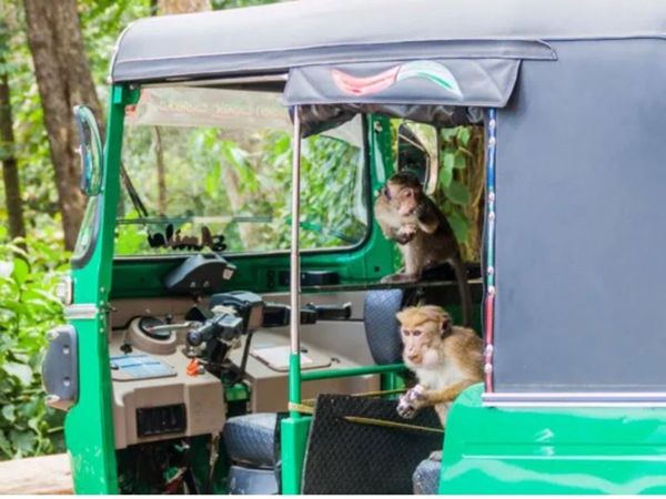 Weird News Monkey robs Rs One lakh from man in autorickshaw in Jabalpur madhya pradesh
