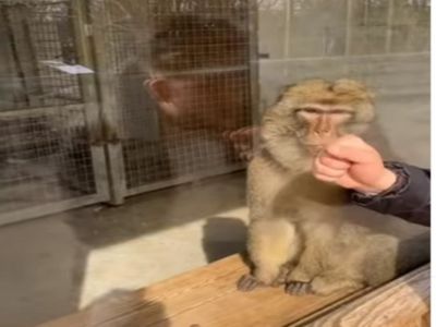 Funny Video Monkey Reaction Goes Viral on Social media, VIDEO: शख्स ने  दिखाया ऐसा जादू बंदर का चकरा गया दिमाग, फिर जो हुआ उसे देख दिन बन जाएगा