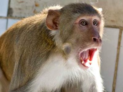 monkey monkey