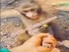Monkey Viral Video Monkey Attack on Man Watch Funny Viral Video in Hindi