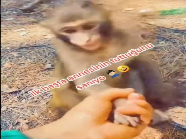 Monkey Viral Video Monkey Attack on Man Watch Funny Viral Video in Hindi