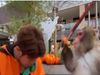 Monkey Funny Video Monkey Attack on Trainer Funny Google Trends Viral Video