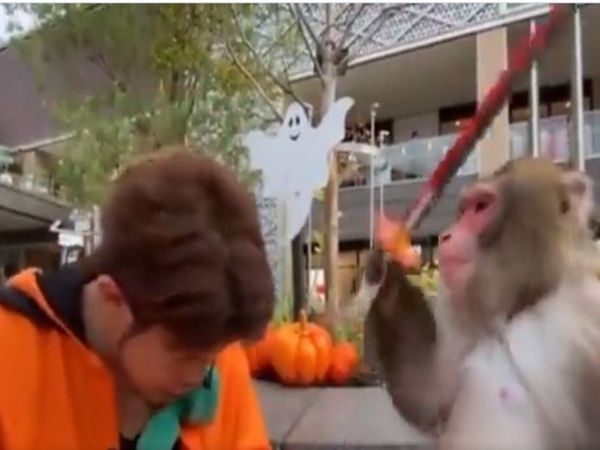 Monkey Funny Video Monkey Attack on Trainer Funny Google Trends Viral Video
