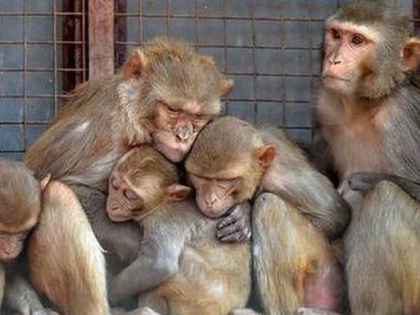 Monkey B virus know Symptoms in Hindi,मंकी बी वायरस क्या है, मंकी बी वायरस के लक्षण क्या है,Monkey B Virus, What is Monkey B Virus, Monkey B Virus symptoms, Monkey B Virus treatment, Monkey B Virus causes, Monkey B Virus details, China Monkey Virus,Monkey