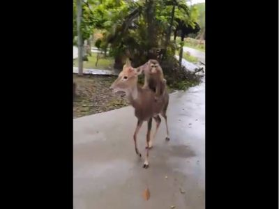 Monkey sat on deer funny viral video in hindi, हिरण की पीठ पर बैठकर बंदर ने इस तरह ली मौज, वीडियो देख बन जाएगा आपका वीकेंड Monkey sat on deer funny viral video in hindi, हिरण की पीठ पर बैठकर बंदर ने इस तरह ली मौज, वीडियो देख बन जाएगा आपका वीकेंड