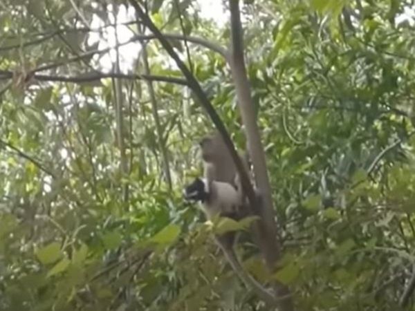 Monkey Dog Video Monkey Kidnapped puppy viral video in hindi