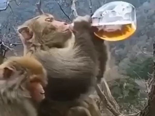 Monkey Viral Video Monkey Drink Liquor Funny Viral Video in Hindi