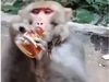 Monkey Viral Video Monkey drink liquor Funny Viral Video in Hindi