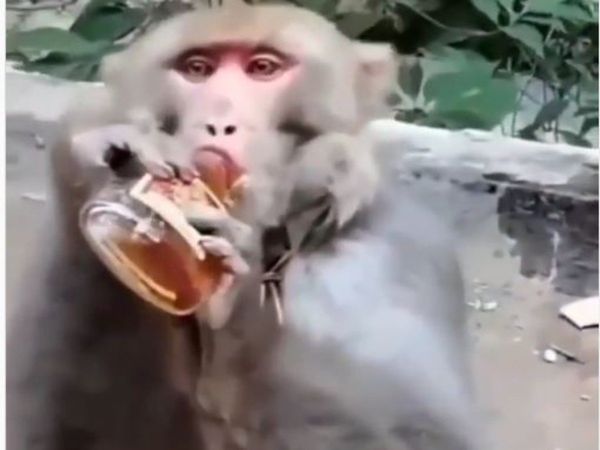 Monkey Viral Video Monkey drink liquor Funny Viral Video in Hindi