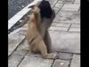 Funny Viral Video Monkey Wearing Face Mask funny Video Goes Viral on Social Media