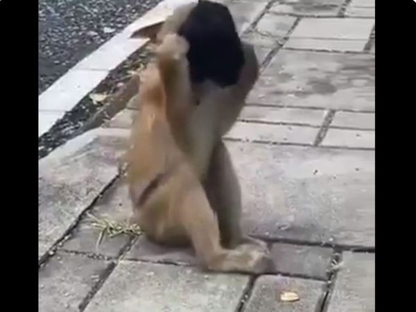 Funny Viral Video Monkey Wearing Face Mask funny Video Goes Viral on Social Media