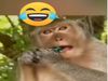 Monkey Video Monkey try to open bottle cap then what happened watch funny video in hindi