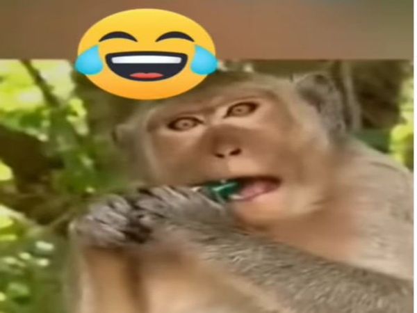 Monkey Video Monkey try to open bottle cap then what happened watch funny video in hindi