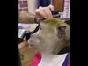 Monkey is getting trimmed sitting on chair in salon, you will be surprised to see the video