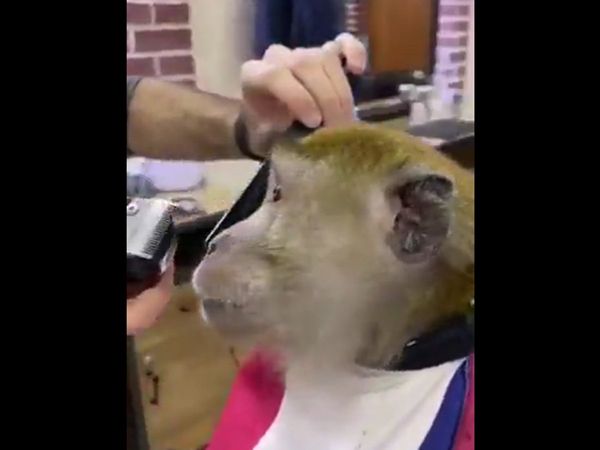 Monkey is getting trimmed sitting on chair in salon, you will be surprised to see the video
