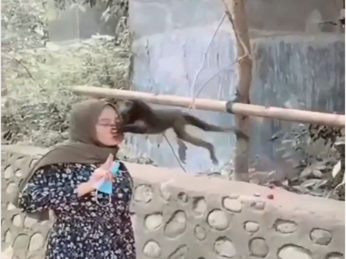 Monkey and discount girl funny video