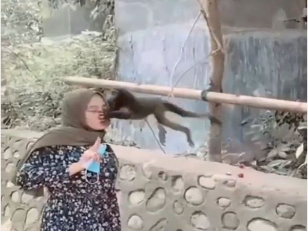 Monkey Attack on Woman Viral Funny Video in Hindi