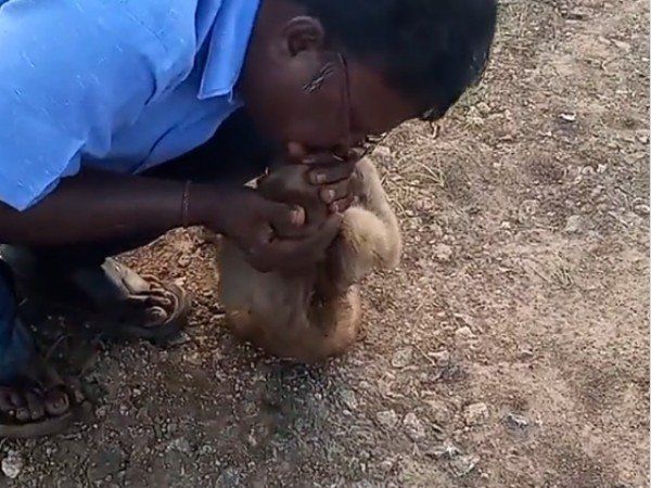 Monkey Video Man Save Monkey Life Video Goes Viral 